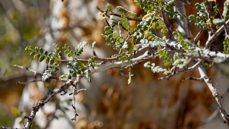 Near Bahia de los Angeles, Baja California Baja California Elephant Tree, Pachycormus discolor 5