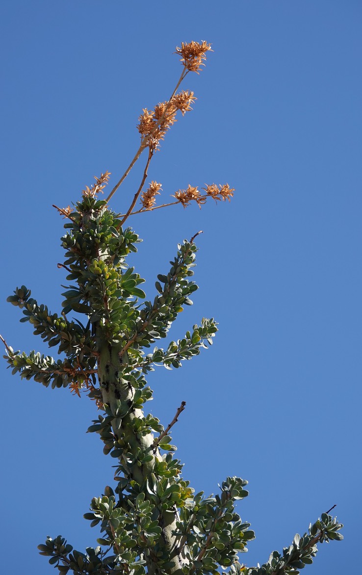 Near Bahia de los Angeles, Baja California, Fouquieria columnaris, Boojum Tree  8