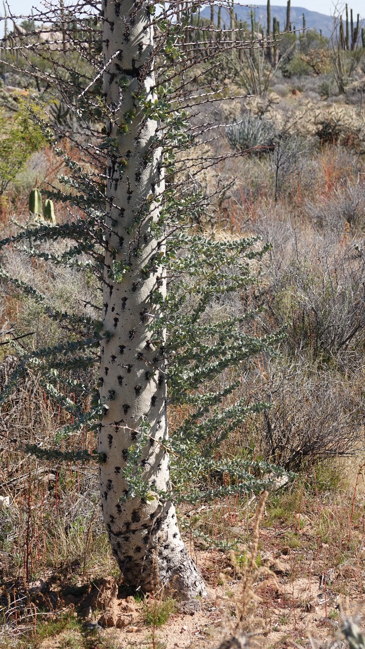 Near Bahia de los Angeles, Baja California, Fouquieria columnaris, Boojum Tree  7