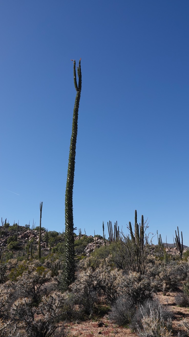 Near Bahia de los Angeles, Baja California, Fouquieria columnaris, Boojum Tree  9