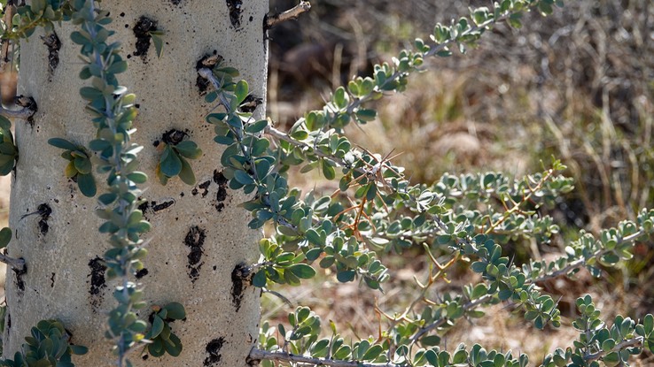 Near Bahia de los Angeles, Baja California, Fouquieria columnaris, Boojum Tree 5