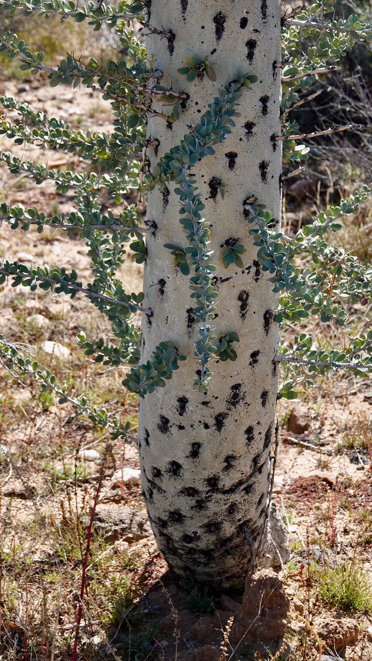 Near Bahia de los Angeles, Baja California, Fouquieria columnaris, Boojum Tree  4