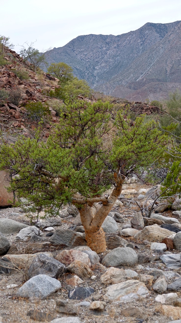 Near Bahia de los Angeles, Bursera microphylla, Small-Leaf Elephant Tree  2