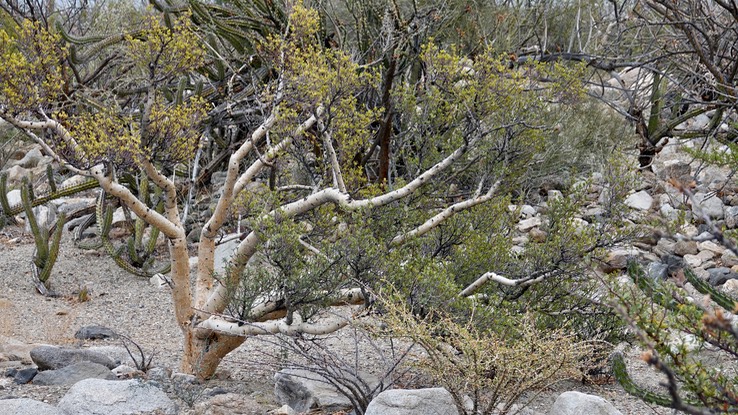 Near Bahia de los Angeles, Bursera microphylla, Small-Leaf Elephant Tree 16