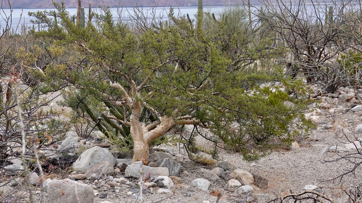 Near Bahia de los Angeles, Bursera microphylla, Small-Leaf Elephant Tree 4