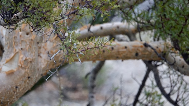 Near Bahia de los Angeles, Bursera microphylla, Small-Leaf Elephant Tree 1 5