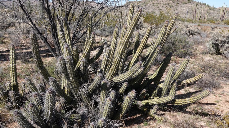 Near Bahia de los Angeles, Baja California Stenocereus gummmosus a1