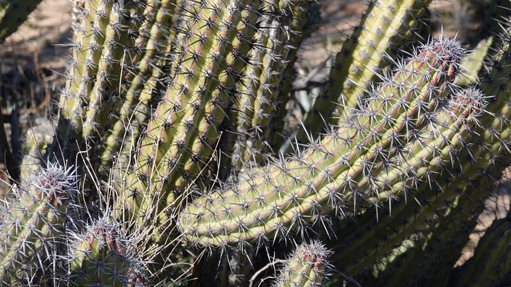 Near Bahia de los Angeles, Baja California Stenocereus gummmosus a2