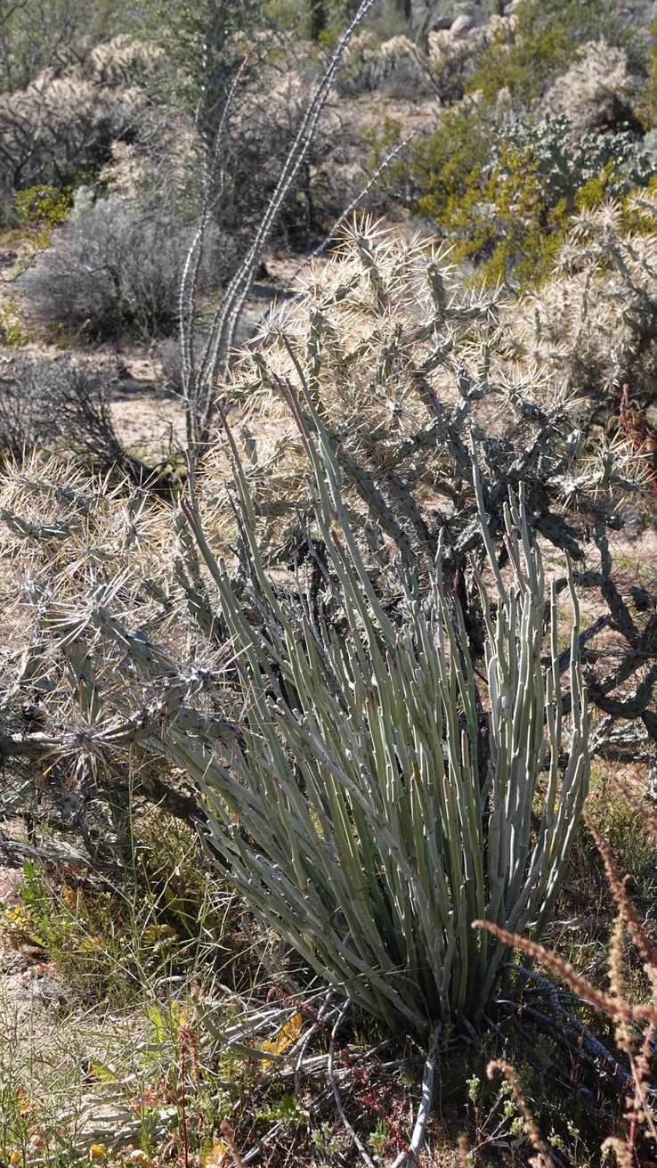 Near Bahia de los Angeles, Baja California, Euphorbia lomelii, Slipper Plant2