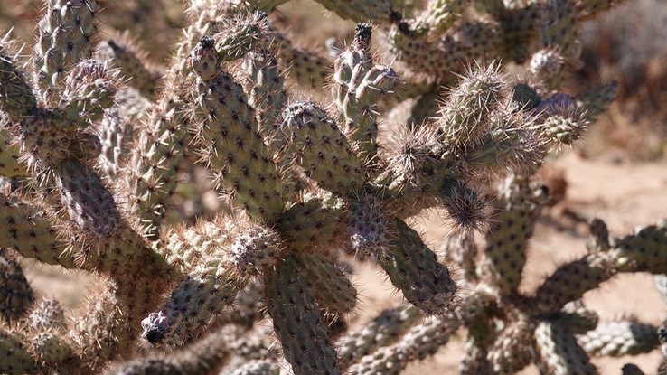 Near Bahia de los Angeles, Baja California, Cylindropuntia sanfelipensis, San Felipe Cholla 2