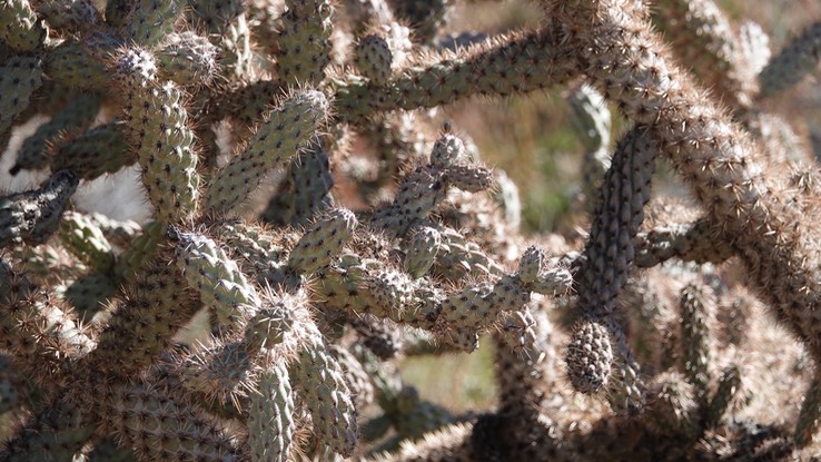 Near Bahia de los Angeles, Baja California, Cylindropuntia sanfelipensis, San Felipe Cholla 3