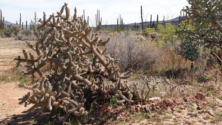 Near Bahia de los Angeles, Baja California, Cylindropuntia sanfelipensis, San Felipe Cholla 1