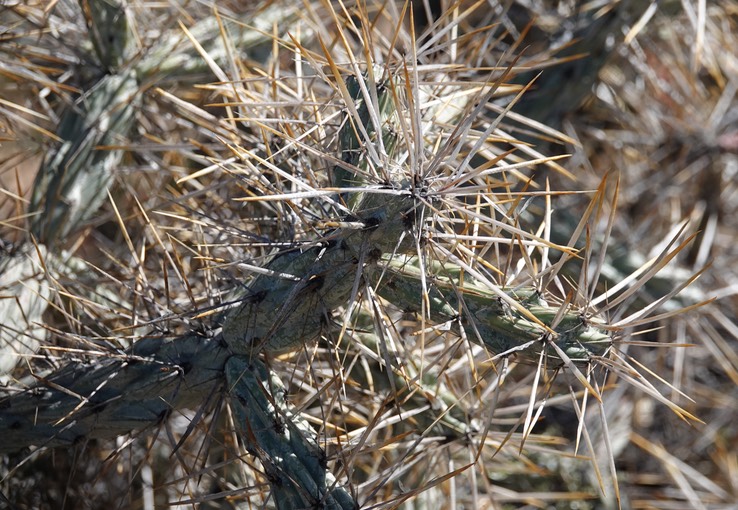 Near Bahia de los Angeles, Baja California, Cylindropuntia molesta, Long-Spine Cholla. 1