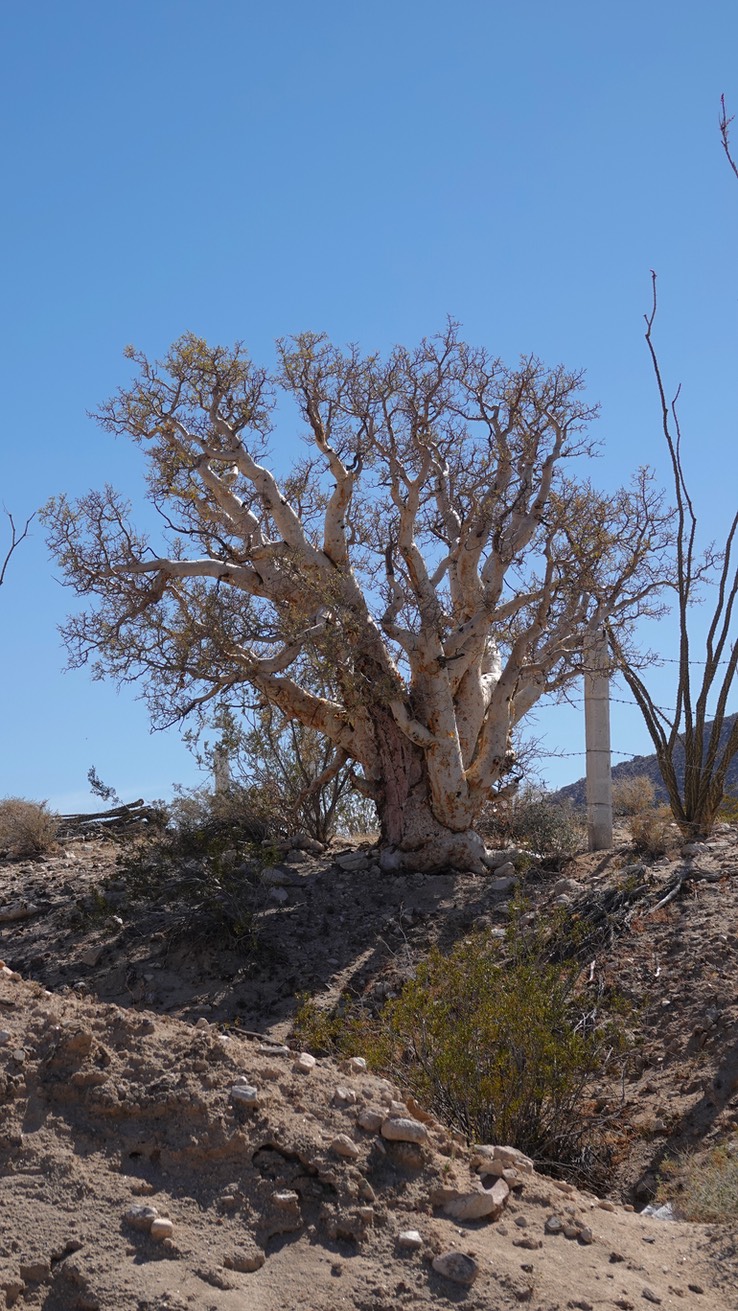 Near Bahia de los Angeles, Baja California Baja California Elephant Tree, Pachycormus discolor. 1