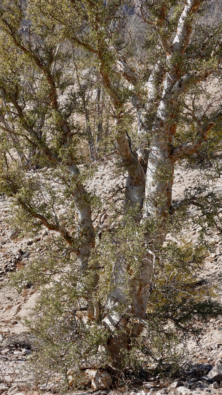 Near Bahia de los Angeles, Baja California Baja California Elephant Tree, Pachycormus discolor