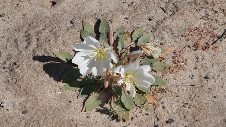 Near San Felipe, Baja California, Oenothera  3