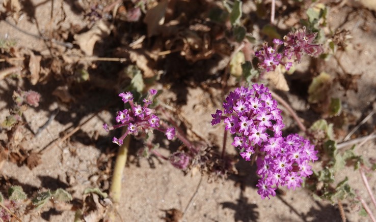 Near San Felipe, Baja California, Abronia (possibly A. villosa, Desert Sand-Verbena 1