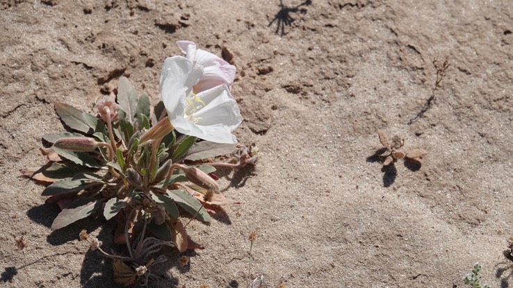 Near San Felipe, Baja California, Oenothera  2