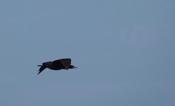 Neotropic Cormorant, Phalacrocorax brasilianus    