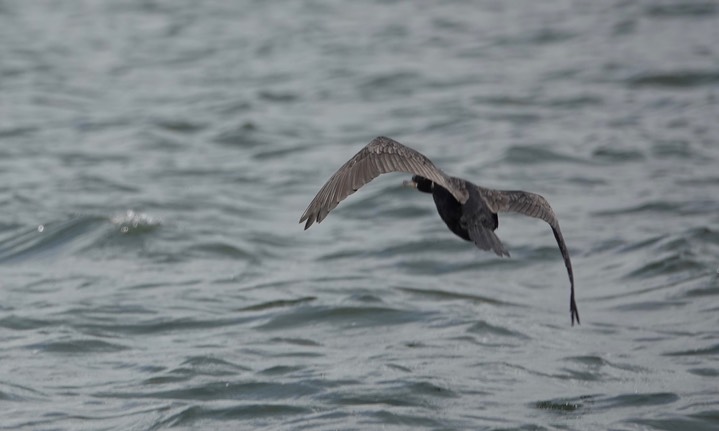 Neotropic Cormorant1