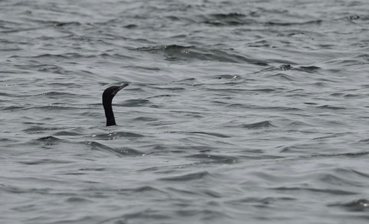 Neotropic Cormorant2