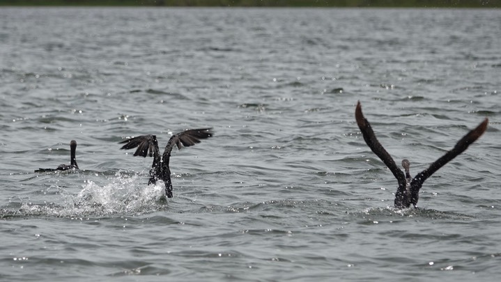 Neotropic Cormorant3