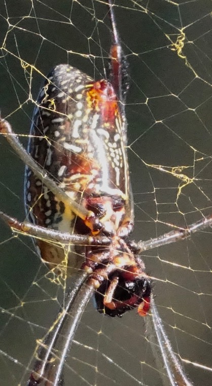 nephila-clavipes-golden-orb_med-4