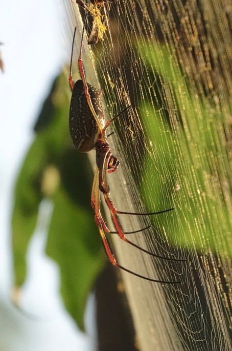 nephila-clavipes-golden-orb_med-5