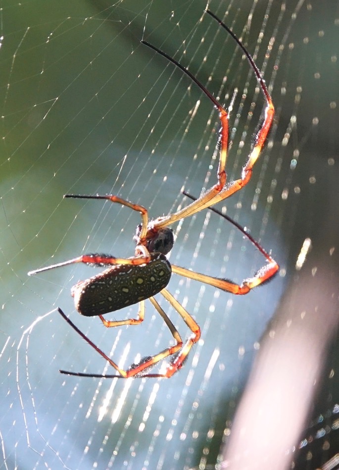 nephila-clavipes2_med