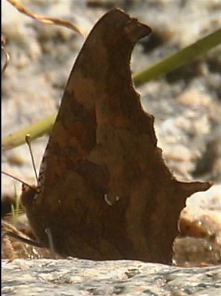 New Mexico butterfly b3