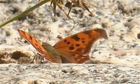 New Mexico butterfly b