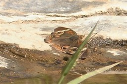 New Mexico butterfly c