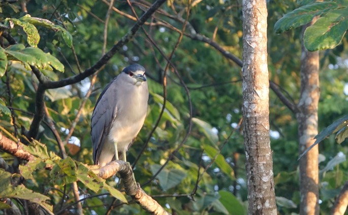 Night-Heron, Black-crowned, Nycticorax nycticorax - Rancho Primavera, El Tuito, Jalisco, Mexico3