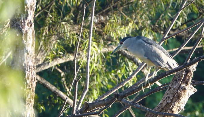 Night-Heron, lBlack-crowned, Nycticorax nycticorax - Rancho Primavera, El Tuito, Jalisco, Mexico1