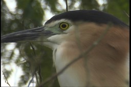 Night-Heron, Nankeen 2