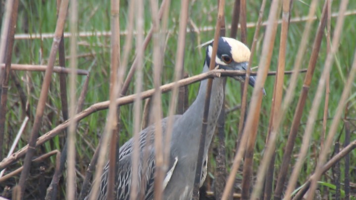 Night-Heron, Yellow-crowned 1