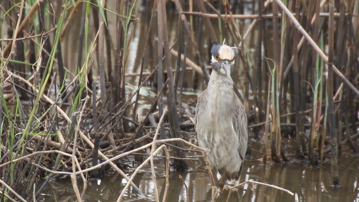 Night-Heron, Yellow-crowned