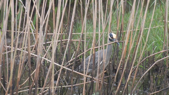 Night-Heron, Yellow-crowned 2