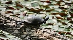 Northern Red-bellied Cooter, Pseudemys r. rubriventris