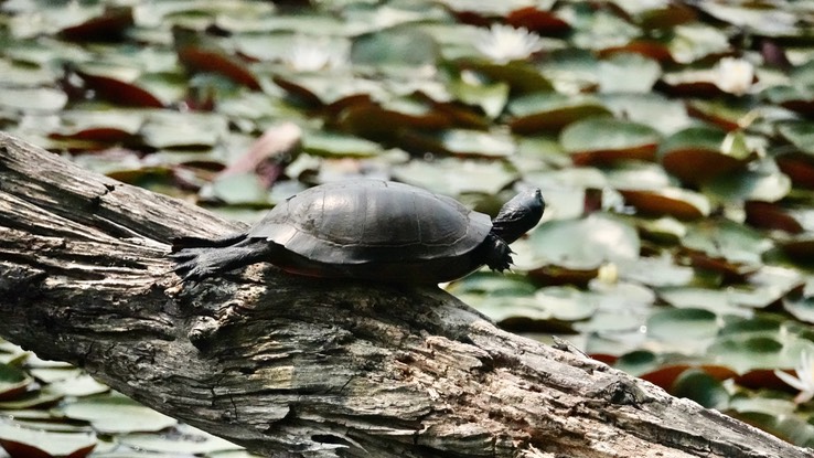 Northern Red-bellied Cooter, Pseudemys r. rubriventris