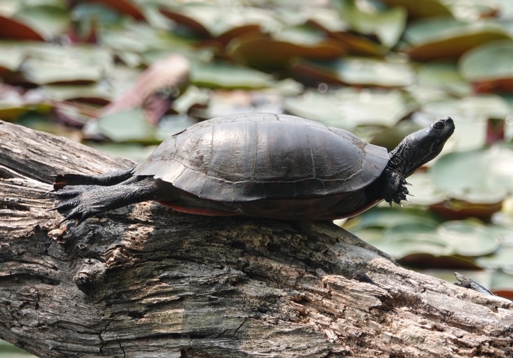 Northern Red-bellied Cooter, Pseudemys r. rubriventris