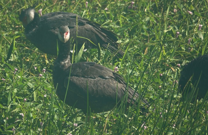 Northern Screamer, Chauna chavaria