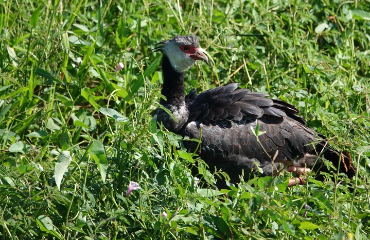 Northern Screamer, Chauna chavaria