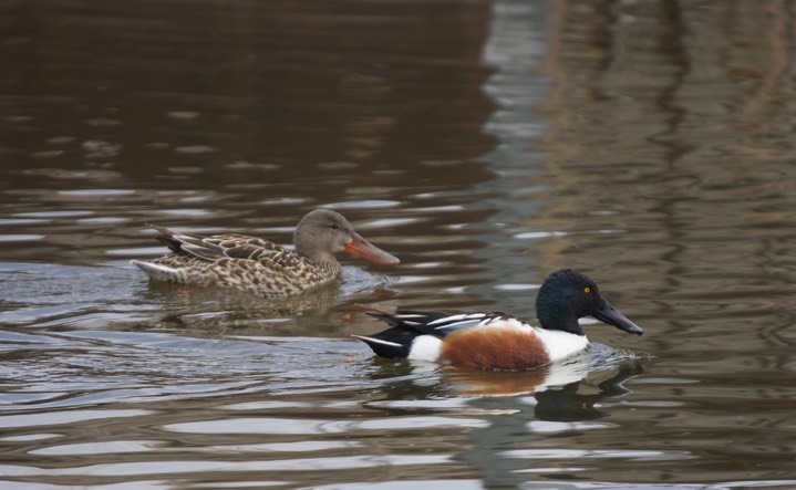 Northern Shoveler, Anas clypeata4