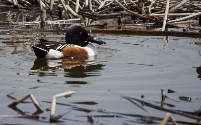 Northern Shoveler, Anas clypeata2