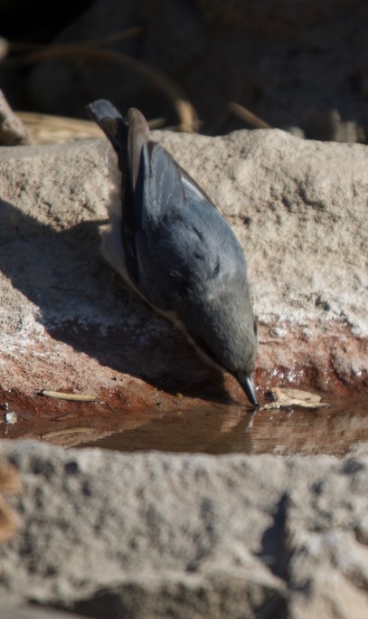 Nuthatch, Pygmy