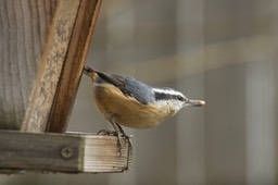 Nuthatch, Red-breasted Oregon2