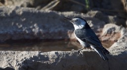 Nuthatch, White-breasted 1