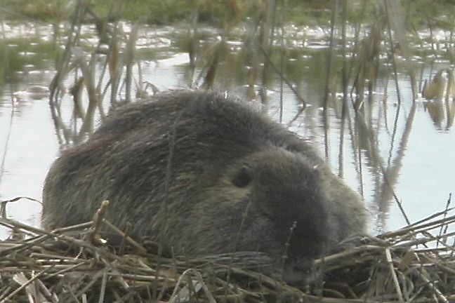 Nutria 10