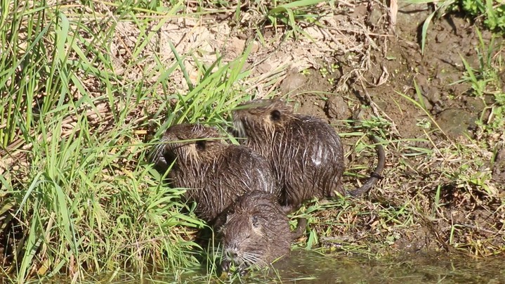 Nutria (Coypu) (Washington) 1